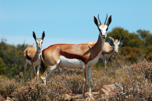 Springbok on Grootwaterval Farm
