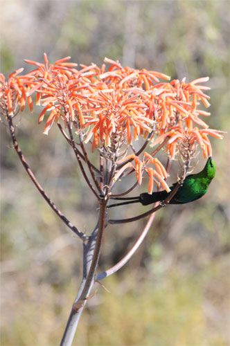 Sunbirds to korhaans - there is a wide variety of birds on the farm