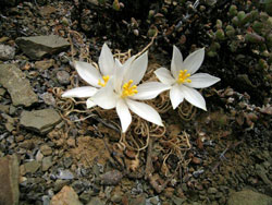 beautiful indigenous flowers