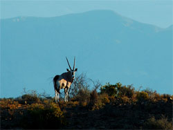 a wide variety of game